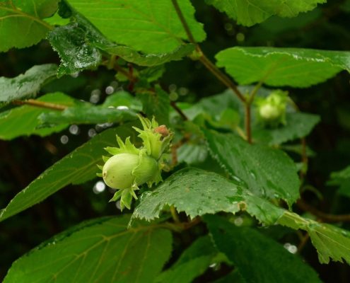 nocciole