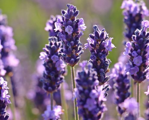 reddito-lavanda