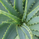 coltivazione aloe