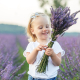 raccolta lavanda agosto