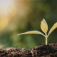 concimi batterici naturali